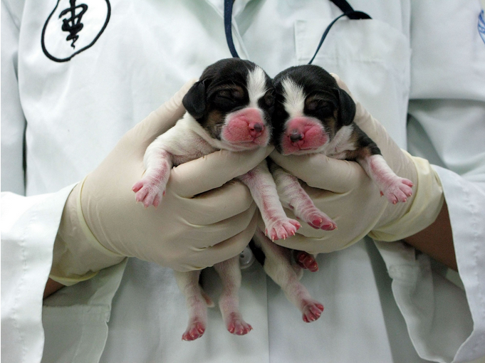 Is Cloning Ethical?